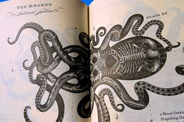 Kraken вход